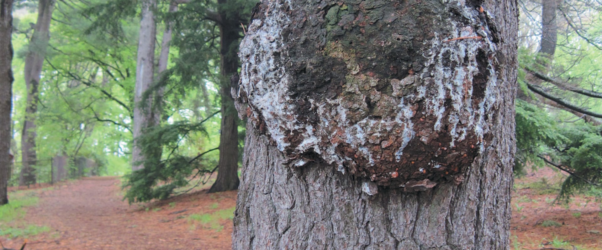 The Role of Wound Exudate in the Healing Process