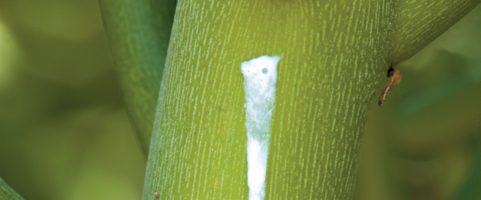 The Role of Wound Exudate in the Healing Process