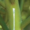 The Role of Wound Exudate in the Healing Process