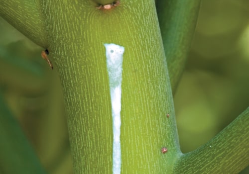 The Role of Wound Exudate in the Healing Process